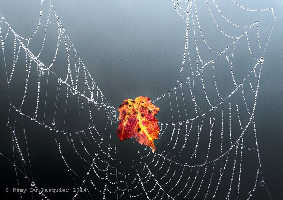 Diamonds, ruby and gold