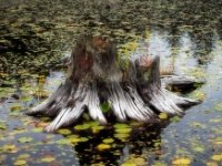 New beginings  Prince Gallitzin State Park 2 : Prince, Gallitzin, State Park, bog, tree, trunk, fall, water lilies