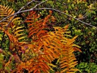 Ferns color show : Black Moshannon, State Park, fern, fall, colors