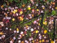 A041789-Edit  Rainy day on Star Mill Trail, Black Moshanon State Park : Black Moshannon, State Park, Star Mill, Trail, rain, fall, colors, ground, dead wood, moss