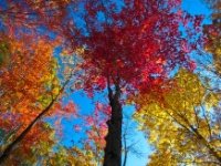Explosive colors  Nature Fireworks : Prince Gallitzin, State Park, Patton, PA, fall, tree, forest, colors. fireworks, nature