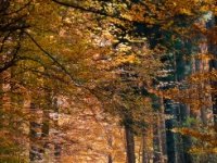 Afternoon walk  Two Friends : Fall, forest, friends, Suisse, Switzerland