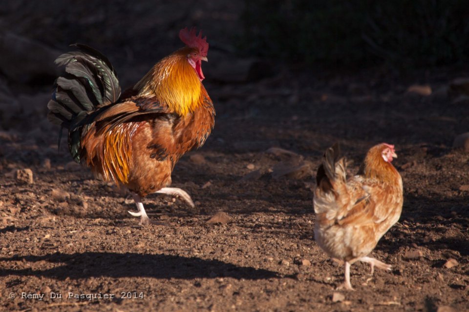 C'est qui cette poule?