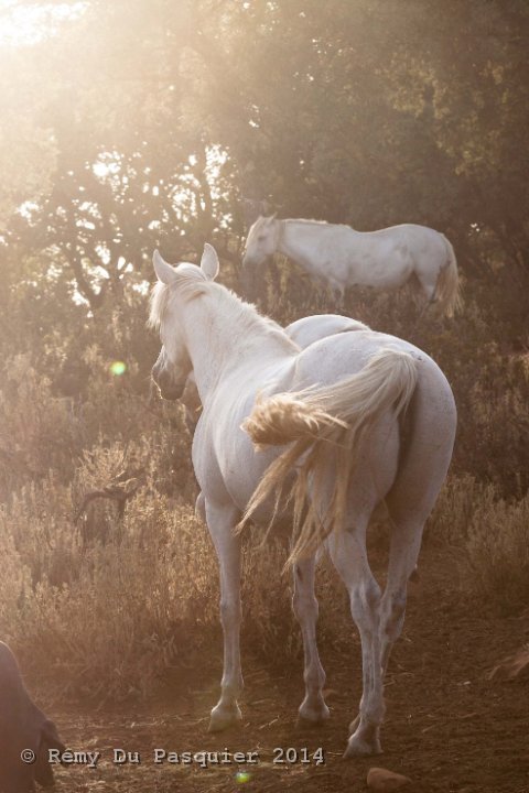 Chevaux au coucher du soleil