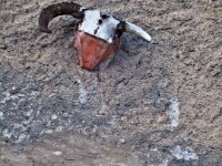 On a side of a barn  Cow heads sculpture on side of a barn. : Saint-Pierre-de-Clages, Valais, suisse, cow heads, sculpture
