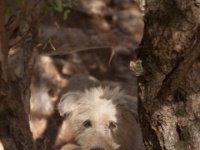 Buito  A dog that we rescued. : Dog, Prado del rey, woods, rescued