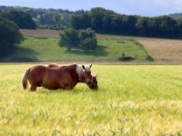 Grazing  The grass (or wheat) is always greener on the other side! : Arc-et-Senans, horses, wheat