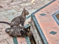 Two cats  Two cats at the Royal Alcázar garden in Seville : Royal Alcázar, Seville, Sevilla, Spain