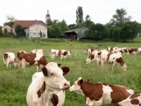 Got an eye on you!  Cow : cows, Arc-et-Senans, pasture