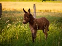 Anon  A foal  in a field near Arc-et-Senans : anon, foal, Arc-et-Senans, field, early light, sun rise