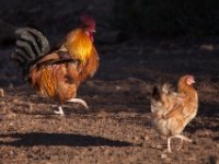 C&#39;est qui cette poule?  Gauche droite? Droite gauche? : Rooster, chiken, Coq, poule