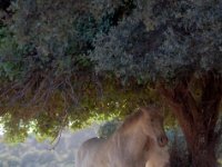 In the shade  Two horse resting under a tree, during a very hot  day in Andalusia : Summer, heat, horses, Andalusia, Prado del Reyey, Spain, Grazalema