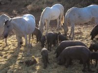 Sharing  Horses and pata negra cerdo (pig) : Cerdo, pata negra, horse, andalousia, Prado del Rey, Grazalema