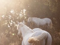 Chevaux au coucher du soleil  Horses at sunset