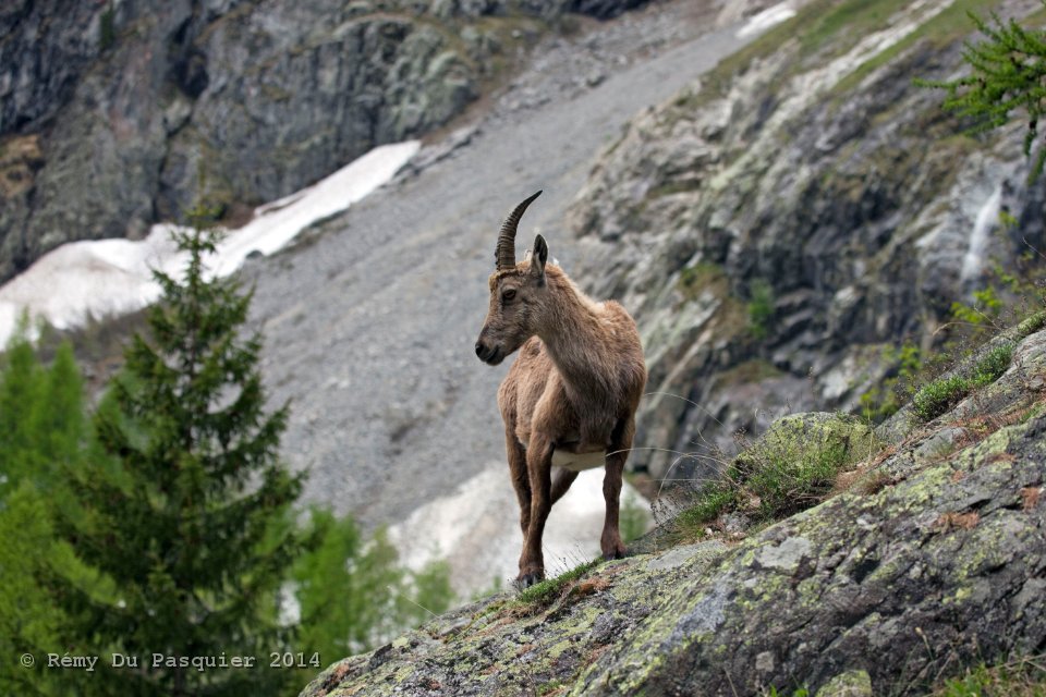 Bouquetin 
