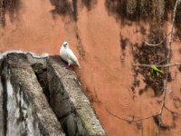 Peace  Colombe sur une colone d&#39;une vielle église prés de chichen itza : Colombe, chichen itza, eglise, mexico, yucatan