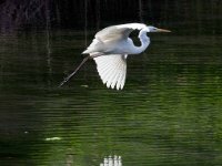 Reflexion  Heron et sa réflexion vu depuis l&#39;observatoire de Pramagon à la  réserve de Pouta-Fontana - Lac de la Corne : Heron, aigrette, observatoire, Pramagon, réserve, Pouta-Fontana, Lac de la Corne