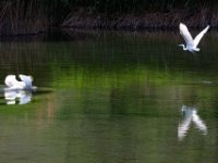 Le signe du Cygne envole prématuré  Cygne et Héron vu depuis l&#39;observatoire de Pramagon à la  réserve de Pouta-Fontana - Lac de la Corne : Heron, aigrette, observatoire, Pramagon, réserve, Pouta-Fontana, Lac de la Corne, cygne
