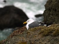 Seagull  Seagull in her nest near Point Bonita Lighthouse, Sausalito, CA, USA : Seagull, Point Bonita, Lighthouse, Sausalito, CA, USA