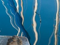 Seating Duck  Seating Duck : Canard, Genève, lac, léman, rade, duck