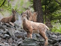 Bouquetins  Bouquetins sur le sentier du lac de Salanfe : Bouquetin, Salanfe, lac, suisse, switzerland, mountain goats, Capra Ibex