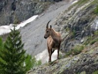 Bouquetin   Bouquetin sur le sentier du lac de Salanfe : Bouquetin, Salanfe, lac, suisse, switzerland, mountain goats, Capra Ibex