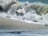 White Ibis  White Ibis taking off from an incoming wave at Honeymoon Island State Park, Florida : Honeymoon Island, State Park