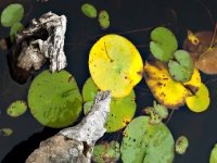 Branche avec Caillou